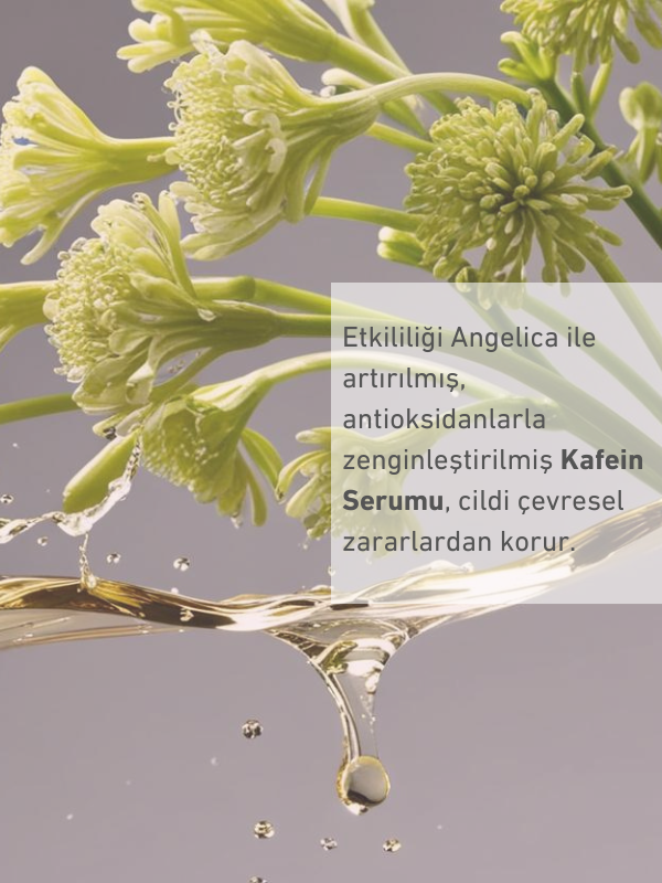 The Nordea CAFFEINE 5% + ANGELICA SERUM